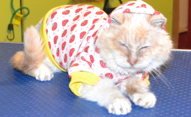 Ginger is a 16 yr old Ginger Tabby. She had her matted fur shaved, nails clipped and a wash n blow dry. She is loving her new soft coat.  Pampered by Kylies cat Grooming services Also All Size Dogs.