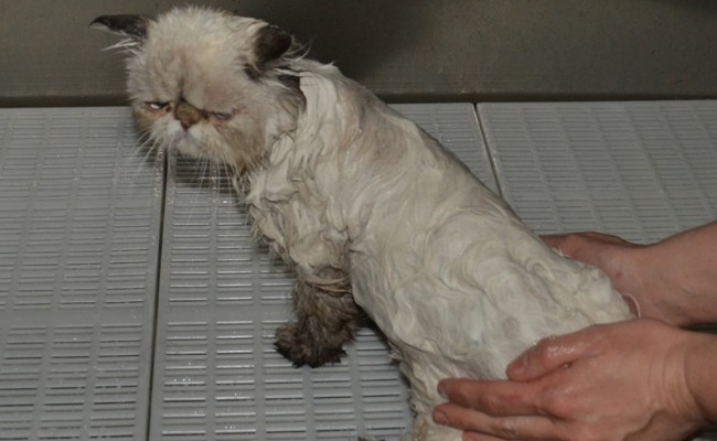 Charlotte is a Himalayan x Persian, who had her tummy shaved and Mats taken off underneath, nails clipped, her fur raked, eyes cleaned and a wash n blow dry.  Pampered by Kylies Cat Grooming Services Also All Size Dogs.