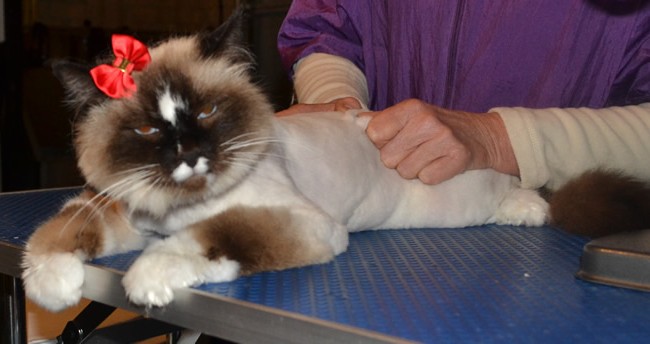 Chloe is a Ragdoll who had her fur shaved, nails clipped and a wash n blow-dry.  Pampered by Kylies Cat Grooming Services Also All Size Dogs.