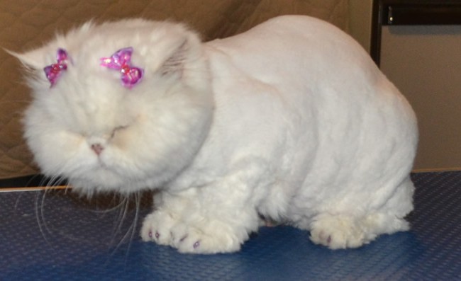 Miss B is Persian who has come all the way from Abu Dhabi.  She had her fur shaved down, nails clipped, ears and eyes cleaned, wash n blow dry and a full set of Purple Glitter Softpaw Nail Caps.  Pampered by Kylies Cat Grooming Services Also All Size Dogs
