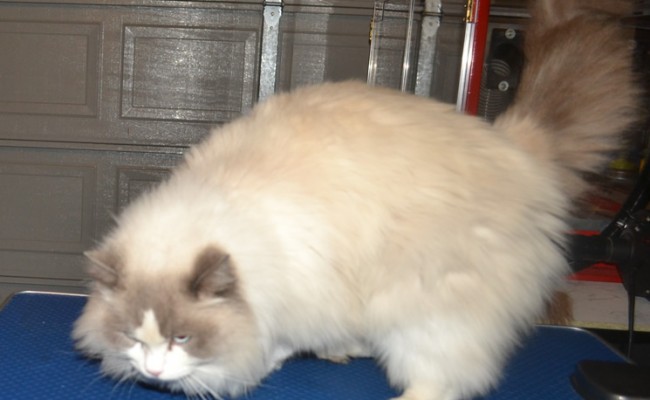 Apollo is a Ragdoll. He had his matted fur shaved off and nails clipped.  Pampered by Kylies Cat grooming services Also All Size Dogs.