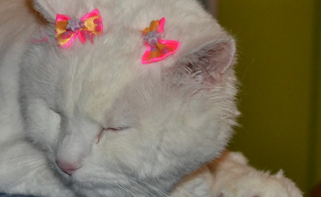 Nilla is a 13 yr old long hair Domestic who had her fur shaved down, nails clipped, eyes and ears cleaned, wash n blow dry and a full set of Pink Glitter Softpaw nail Caps.  Pampered by Kylies cat Grooming services Also All Size Dogs.