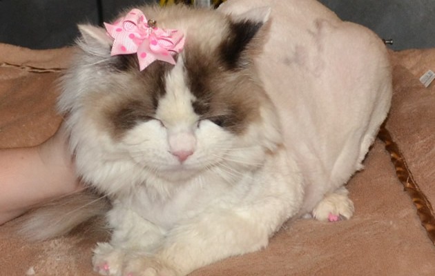 Abi is a Ragdoll who had her matted fur shaved off, nails clipped, ears and eyes cleaned, wash n blow dry and a full set of Baby Pink SoftPaw nail caps. Pampered by Kylies Cat Grooming services Also All Size Dogs.
