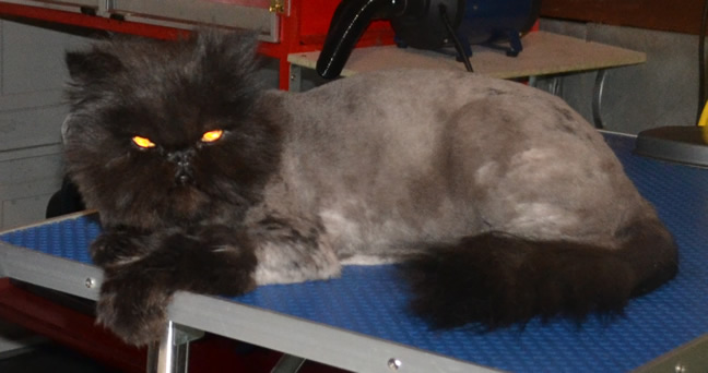 Solomon is a Persian. He had his matted fur shaved off, nails clipped and a wash n blow-dry.  Pampered by Kylies Cat Grooming Services Also All Size Dogs.