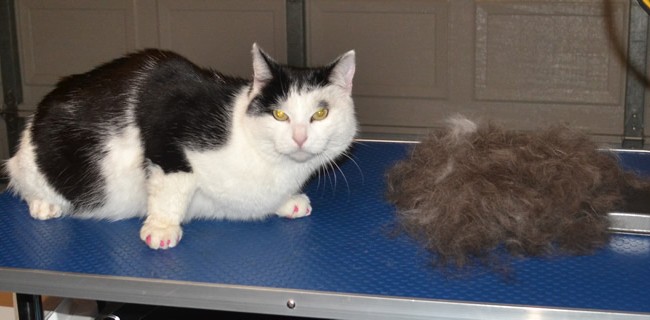 rincess is a Short Hair Domestic. She had a her racked, wash n blow-dry, nails clipped and Front Pink Softpaw Nail Caps. Pampered by Kylies cat Grooming Services Also All Size Dogs.