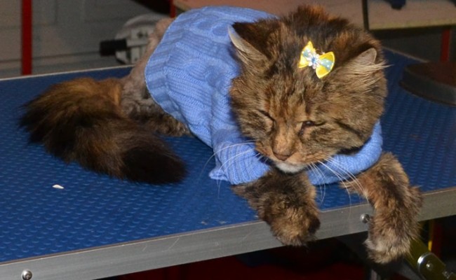 Skye is a 16 yr old Long hair moggy who has a Overactive Thyroid, she had her very bad matted fur clipped off, nails clipped, ears and eyes cleaned and a wash n blow-dry.  Pampered by Kylies Cat Grooming Services Also All Size Dogs.