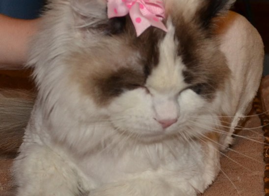 Abi is a Ragdoll who had her matted fur shaved off, nails clipped, ears and eyes cleaned, wash n blow dry and a full set of Baby Pink SoftPaw nail caps. Pampered by Kylies Cat Grooming services Also All Size Dogs.
