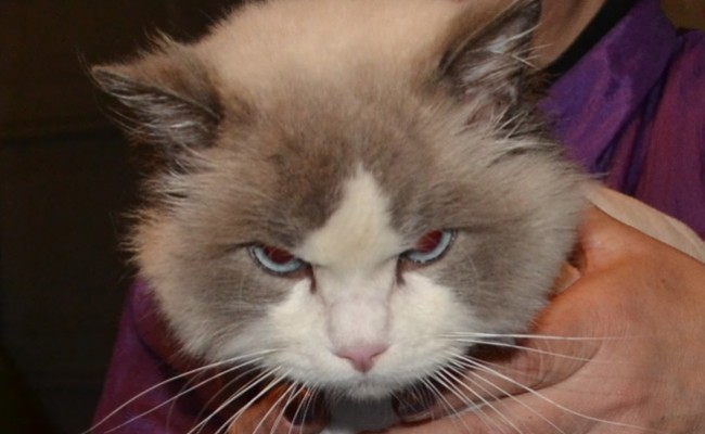 Apollo is a Ragdoll. He had his matted fur shaved off and nails clipped.  Pampered by Kylies Cat grooming services Also All Size Dogs.