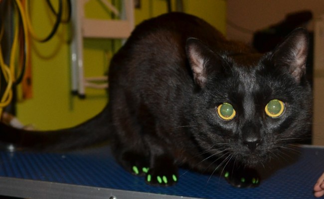 Teddy is a Short hair Domestic who was rescued from an Animal Shelter.  he came in for his nails clipped and a full set of Green Softpaw Nail Caps.  Pampered by Kylies Cat grooming Services Also All Size Dogs.