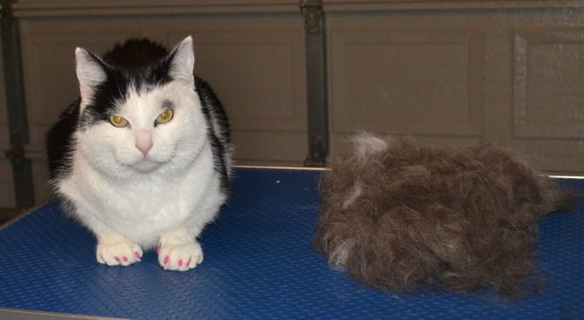 rincess is a Short Hair Domestic. She had a her racked, wash n blow-dry, nails clipped and Front Pink Softpaw Nail Caps. Pampered by Kylies cat Grooming Services Also All Size Dogs.