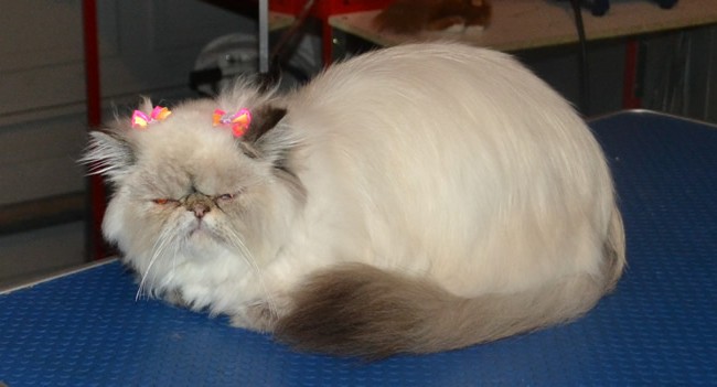 Charlotte is a Himalayan x Persian, who had her tummy shaved and Mats taken off underneath, nails clipped, her fur raked, eyes cleaned and a wash n blow dry.  Pampered by Kylies Cat Grooming Services Also All Size Dogs.