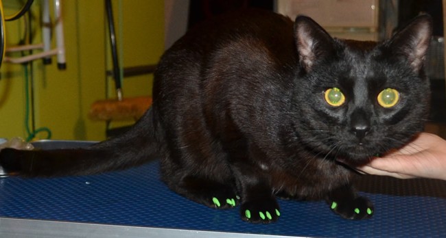 DSCTeddy is a Short hair Domestic who was rescued from an Animal Shelter.  he came in for his nails clipped and a full set of Green Softpaw Nail Caps.  Pampered by Kylies Cat grooming Services Also All Size Dogs.