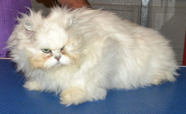 Minty is a Chinchilla, who had her very bad matted fur clipped off, nails clipped, ears and eyes cleaned and a wash n blow-dry.  I had to clip all the matting off around her cheeks  Pampered by Kylies Cat Grooming Services Also All Size Dogs.