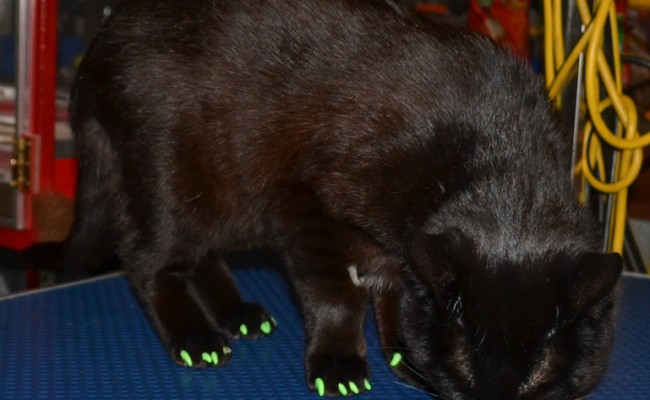 Teddy is a Short hair Domestic who was rescued from an Animal Shelter.  he came in for his nails clipped and a full set of Green Softpaw Nail Caps.  Pampered by Kylies Cat grooming Services Also All Size Dogs.