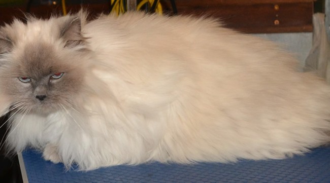 Mitsy is a Himalayan x Ragdoll who had her matting shaved off and her nails clipped. Pampered by Kylies cat Grooming Services Also All Size Dogs.