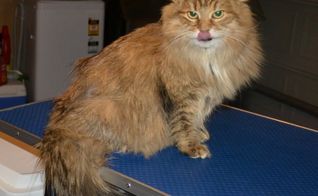 Rosie is a Siberian. She had her matted fur shaved off, nails clipped, ears cleaned, wash n blow-dry and Baby Pink Softpaw nail caps.  Pampered by Kylies Cat Grooming services Also All Size Dogs.