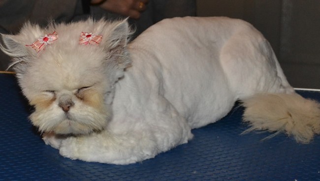 Minty is a Chinchilla, who had her very bad matted fur clipped off, nails clipped, ears and eyes cleaned and a wash n blow-dry.  I had to clip all the matting off around her cheeks  Pampered by Kylies Cat Grooming Services Also All Size Dogs.