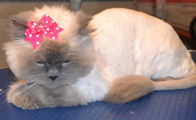 Mitsy is a Himalayan x Ragdoll who had her matting shaved off and her nails clipped. Pampered by Kylies cat Grooming Services Also All Size Dogs.
