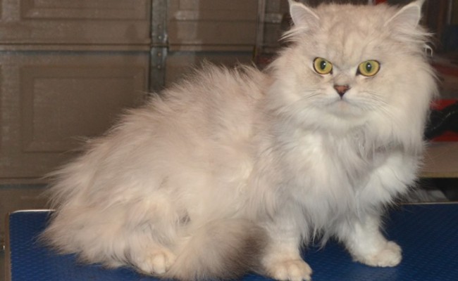 Sasuke is a Chinchilla, who had his very bad matted fur clipped off, nails clipped, ears and eyes cleaned and a wash n blow-dry.  Pampered by Kylies Cat Grooming Services Also All Size Dogs.
