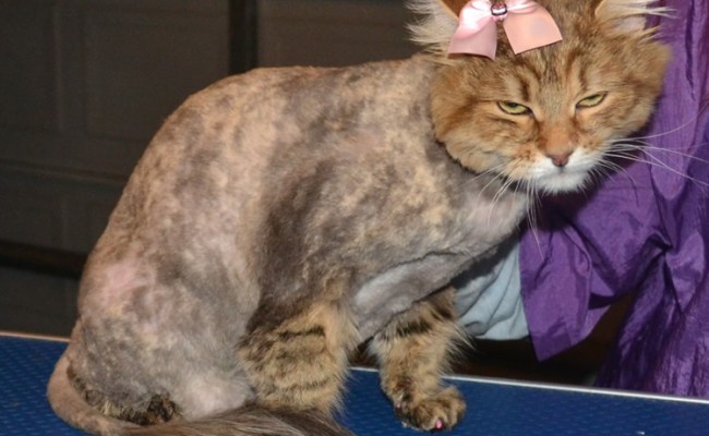 Rosie is a Siberian. She had her matted fur shaved off, nails clipped, ears cleaned, wash n blow-dry and Baby Pink Softpaw nail caps.  Pampered by Kylies Cat Grooming services Also All Size Dogs.