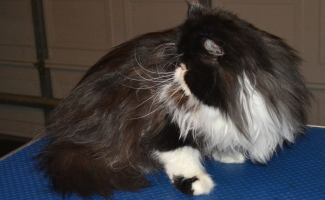Schmoo is a Persian who had her matted fur shaved, nails clipped and Ears cleaned.  Pampered by Kylies cat Grooming Services Also All Size Dogs.
