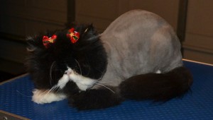 Schmoo is a Persian who had her matted fur shaved, nails clipped and Ears cleaned. Pampered by Kylies cat Grooming Services Also All Size Dogs.