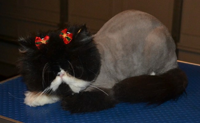 Schmoo is a Persian who had her matted fur shaved, nails clipped and Ears cleaned.  Pampered by Kylies cat Grooming Services Also All Size Dogs.