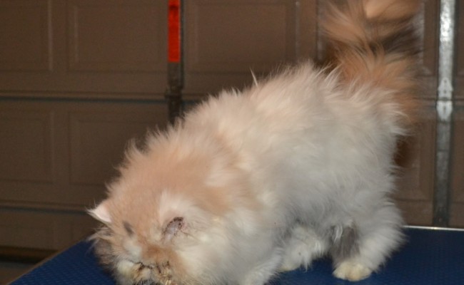Annabell is a 4 month old Persian Kitten, who;s whole body was covered in very bad matting. She had her fur shaved down, nails clipped,Wash n Blow-dry, ears and eyes cleaned. Pampered by Kylies Cat Grooming Services Also All Size Dogs.