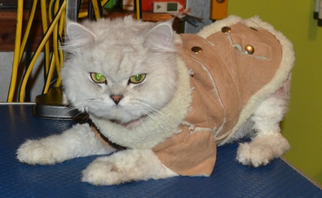 Sasuke is a Chinchilla, who had his very bad matted fur clipped off, nails clipped, ears and eyes cleaned and a wash n blow-dry.  Pampered by Kylies Cat Grooming Services Also All Size Dogs.
