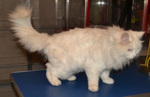 Tomuk is a Turkish Angora, she had her matted shave down, nails clipped, ears cleaned and wash n blow-dry. Pampered by Kylies cat Grooming Services Also All Size Dogs.