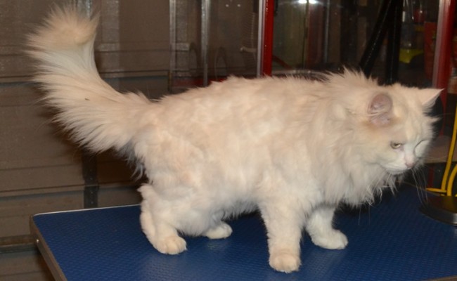 Tomuk is a Turkish Angora, she had her matted shave down, nails clipped, ears cleaned and wash n blow-dry. Pampered by Kylies cat Grooming Services Also All Size Dogs.