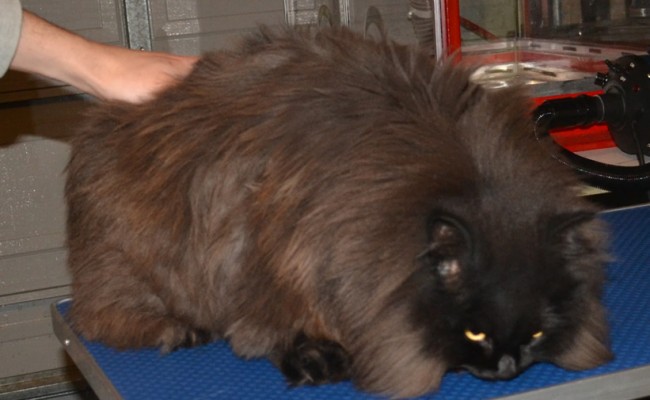 Iggy is a Doll face Persian x Ragdoll. he had his matted fur shaved down, nails clipped, ears cleaned and a wash n blow-dry.  Pampered by Kylies Cat Grooming Services Also All Size Dogs.