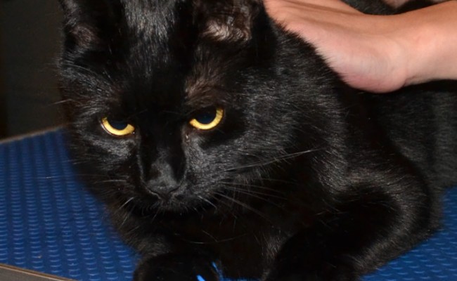 Tayo is a Himalayan x Russian Blue Short Hair. He came in tonight for his big fur rake and Blue Softpaw Nail Caps. Pampered by Kylies Cat Grooming services Also All Size Dogs.