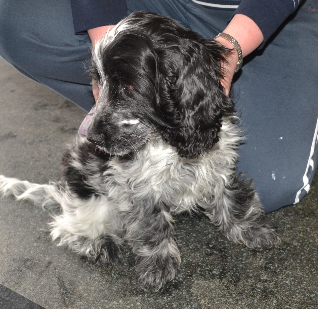 Before Jacky is a 4 month old Cocker Spaniel which came in for a wash