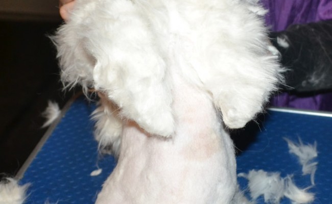 Annabell is a 4 month old Persian Kitten, who;s whole body was covered in very bad matting. She had her fur shaved down, nails clipped,Wash n Blow-dry, ears and eyes cleaned. Pampered by Kylies Cat Grooming Services Also All Size Dogs.
