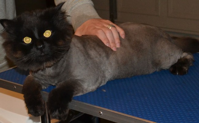 Iggy is a Doll face Persian x Ragdoll. he had his matted fur shaved down, nails clipped, ears cleaned and a wash n blow-dry.  Pampered by Kylies Cat Grooming Services Also All Size Dogs.