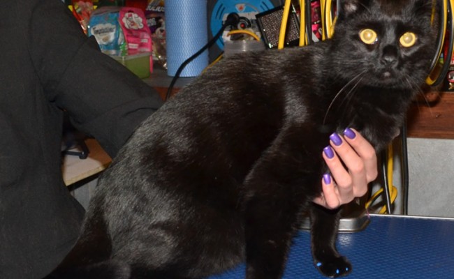 Tayo is a Himalayan x Russian Blue Short Hair. He came in tonight for his big fur rake and Blue Softpaw Nail Caps. Pampered by Kylies Cat Grooming services Also All Size Dogs.