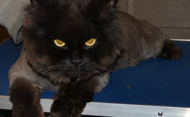 Iggy is a Doll face Persian x Ragdoll. he had his matted fur shaved down, nails clipped, ears cleaned and a wash n blow-dry.  Pampered by Kylies Cat Grooming Services Also All Size Dogs.