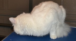 Snowball is a 9 mth old Short hair Domestic with a thick coat. Pampered by Kylies Cat Grooming Services Also All Size Dogs.