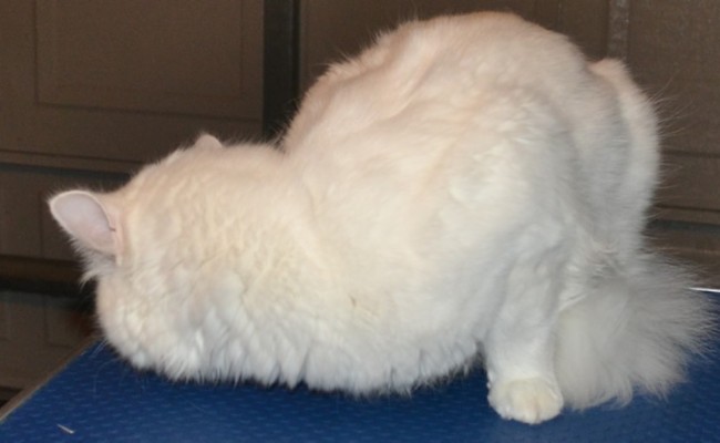 Snowball is a 9 mth old Short hair Domestic with a thick coat. Pampered by Kylies Cat Grooming Services Also All Size Dogs.