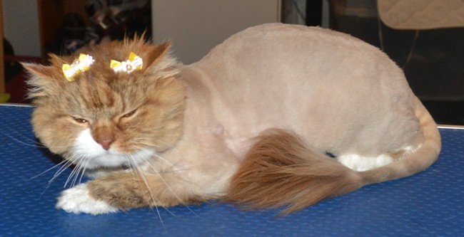 Coco is a Long Leg Munchkin Breed. She had her fur clipped down, nails clipped and Wash n Blow-dry.  Pampered by Kylies Cat Grooming Services Also All Size Dog