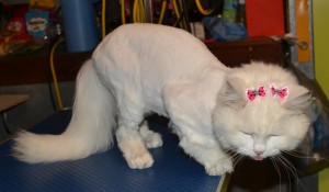 Tomuk is a Turkish Angora, she had her matted shave down, nails clipped, ears cleaned and wash n blow-dry. Pampered by Kylies cat Grooming Services Also All Size Dogs.