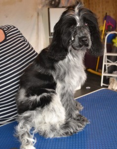 After - Jacky is a 4 month old Cocker Spaniel which came in for a wash n blow Dry. Pampered by Kylies cat Grooming Services Also All Size Dogs.