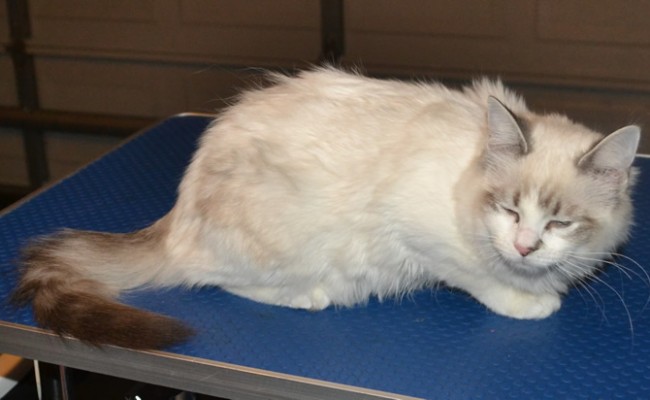 Khalessi is a 5 month old Ragdoll, she had her fur raked, nails clipped, eyes and ears cleared, wash n blow dry and Glitter Purple Softpaw nail Caps.  Pampered by Kylies Cat Grooming Services Also All Size Dogs.