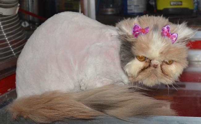 Annabell is a 4 month old Persian Kitten, who;s whole body was covered in very bad matting. She had her fur shaved down, nails clipped,Wash n Blow-dry, ears and eyes cleaned. Pampered by Kylies Cat Grooming Services Also All Size Dogs.