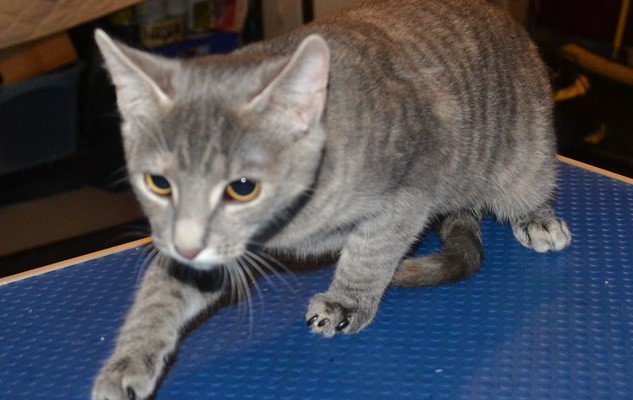 This is Penny – Penny and Pudge are 5 month old kittens that had a wash n blow-dry, nails clipped and wearing Black Softpaw Nail Caps.  Pampered by Kylies Cat Grooming Services Also All Size Dogs.