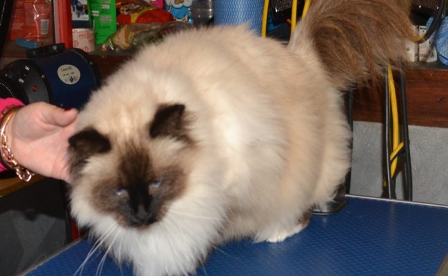 Buckley is a Birman, who had his fur shaved, nails clipped, ears cleaned and a wash n blow-dry. Pampered by Kylies cat Grooming Services Also All Size Dogs.