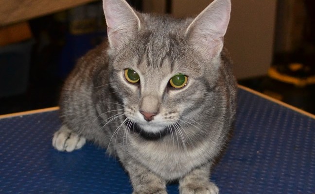 This is Pudge – Penny and Pudge are 5 month old kittens that had a wash n blow-dry, nails clipped and wearing Black Softpaw Nail Caps.  Pampered by Kylies Cat Grooming Services Also All Size Dogs.