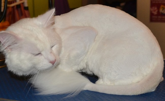 Snowball is a 9 mth old Short hair Domestic with a thick coat. Pampered by Kylies Cat Grooming Services Also All Size Dogs.