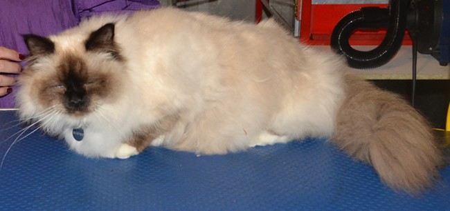 Murphy is a Birman, who had his fur shaved, nails clipped, ears cleaned and a wash n blow-dry. Pampered by Kylies cat Grooming Services Also All Size Dogs.